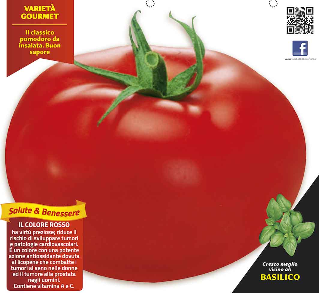 3 PIANTE IN VASO Ø 10CM DI POMODORO TONDO DA INSALATA