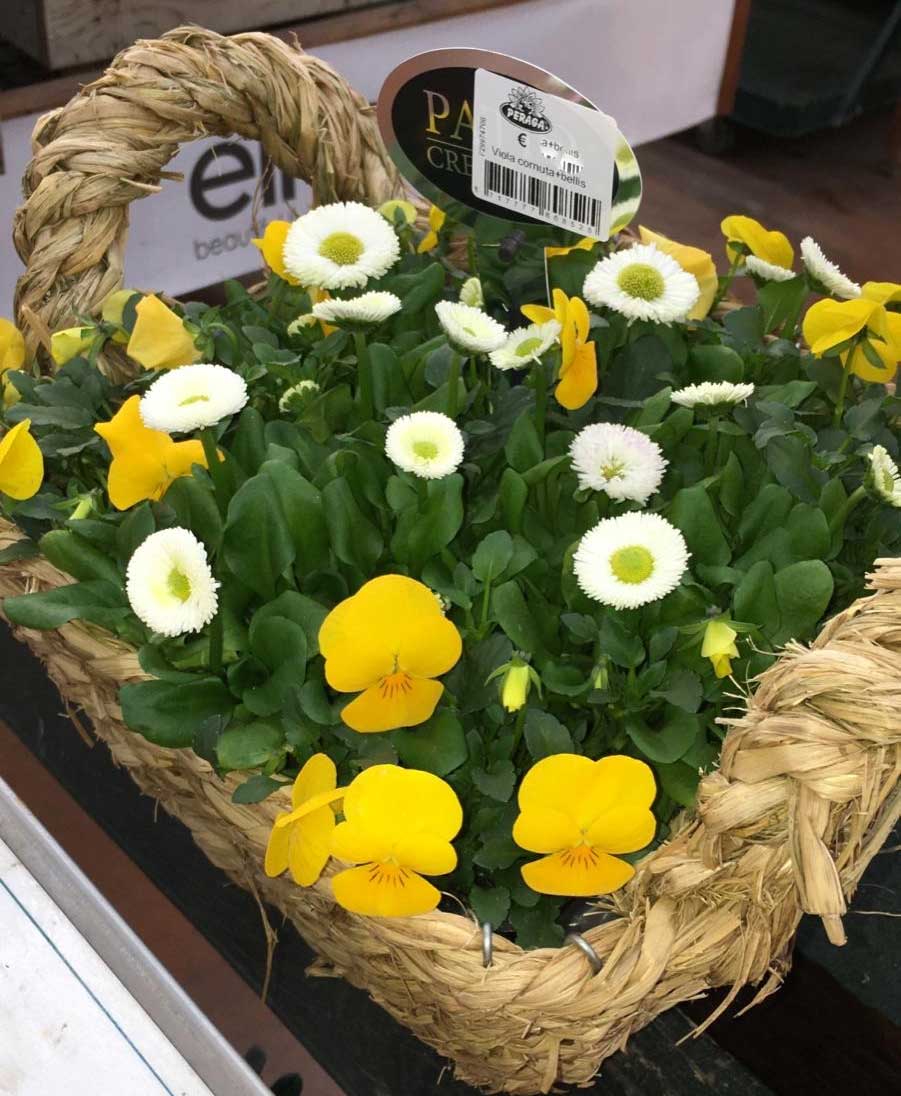 CESTINO REGALO CON VIOLE DEL PENSIERO + BELLIS 25CM