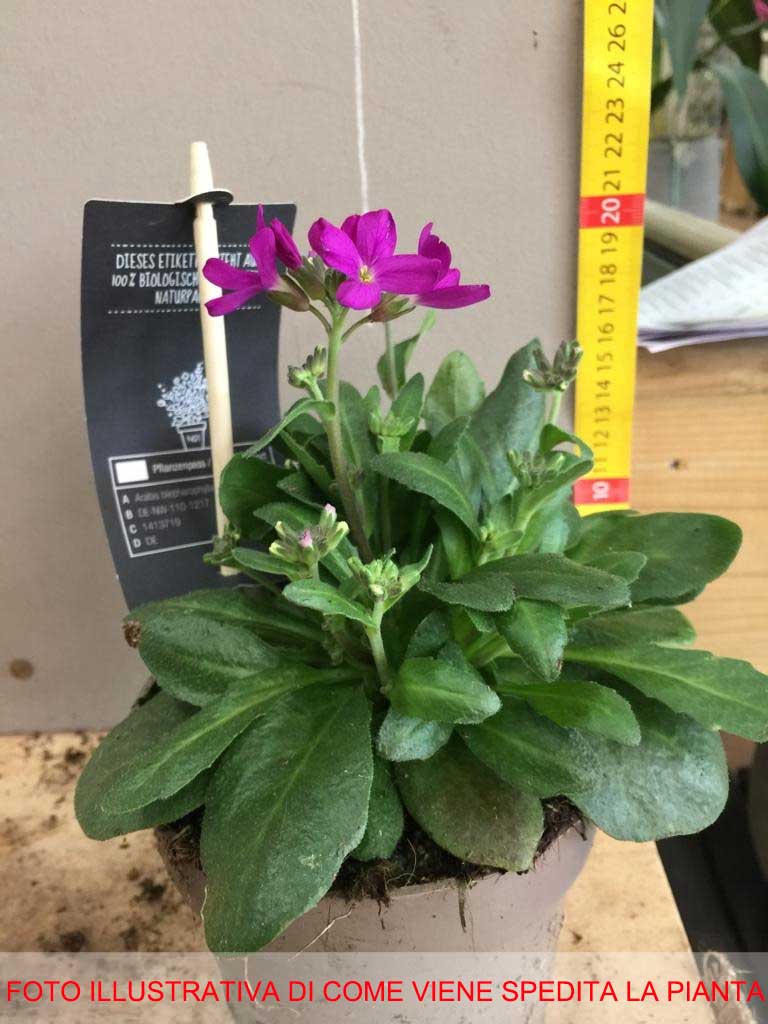ARABIS FUCSIA IN VASO 13CM