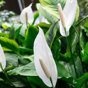 SPATHIPHYLLUM MARTINA BIANCO VASO 13CM