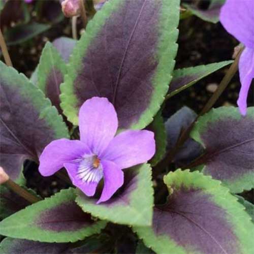 VIOLA HEARTTHROB IN VASO 17CM