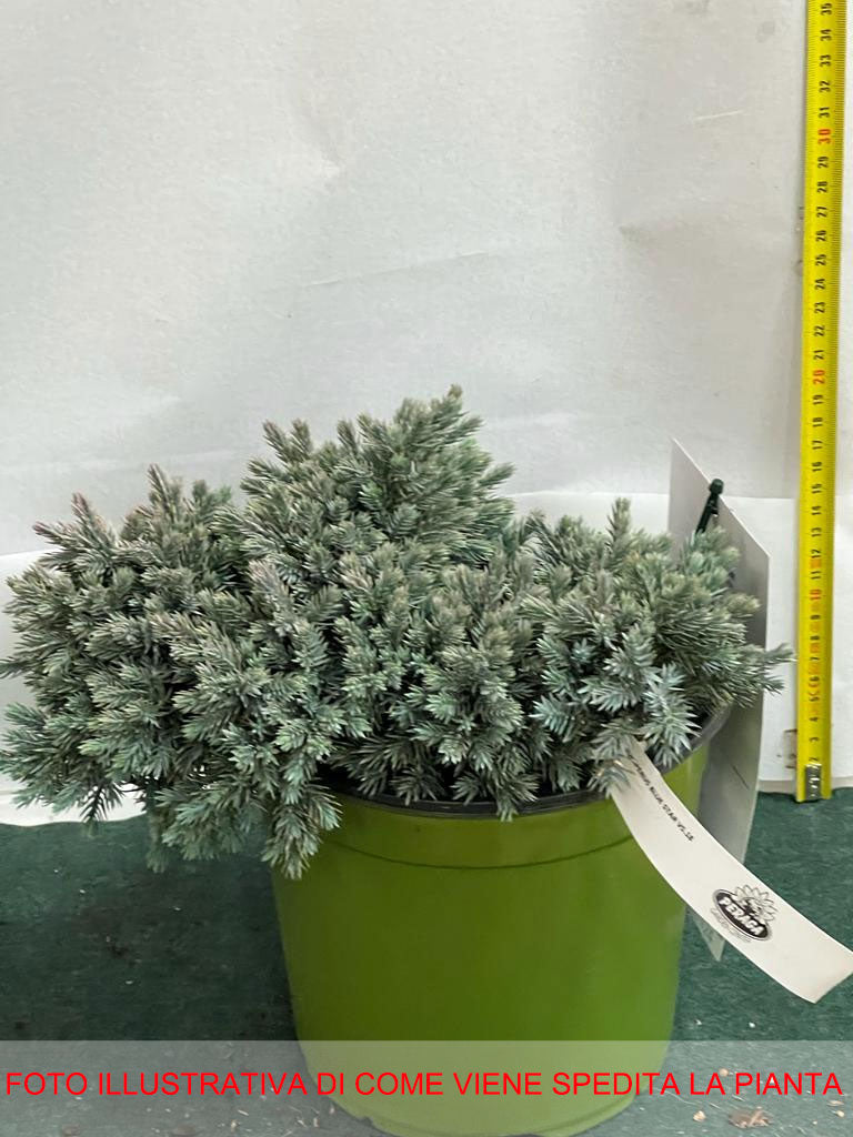 JUNIPERUS GINEPRO SQUAMATA BLUE STAR IN VASO 18CM