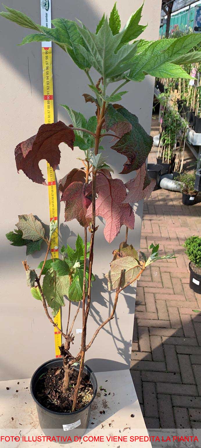 ORTENSIA HYDRANGEA QUERCIFOLIA VASO 18CM