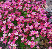 SAXIFRAGA IN VASO 14CM