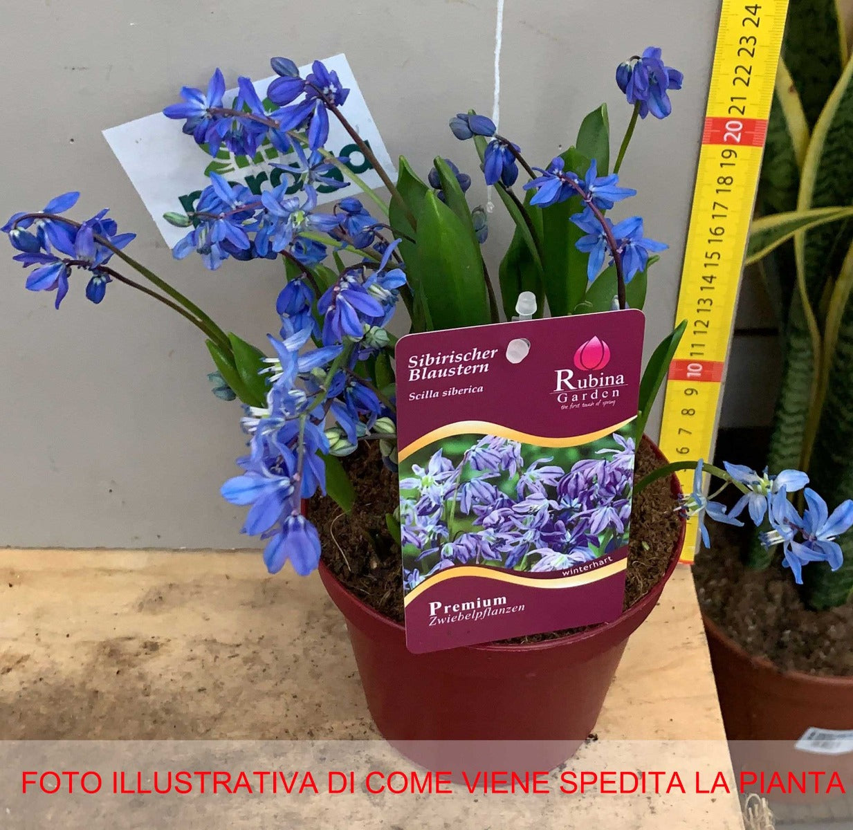 SCILLA SIBERICA VASO 13CM