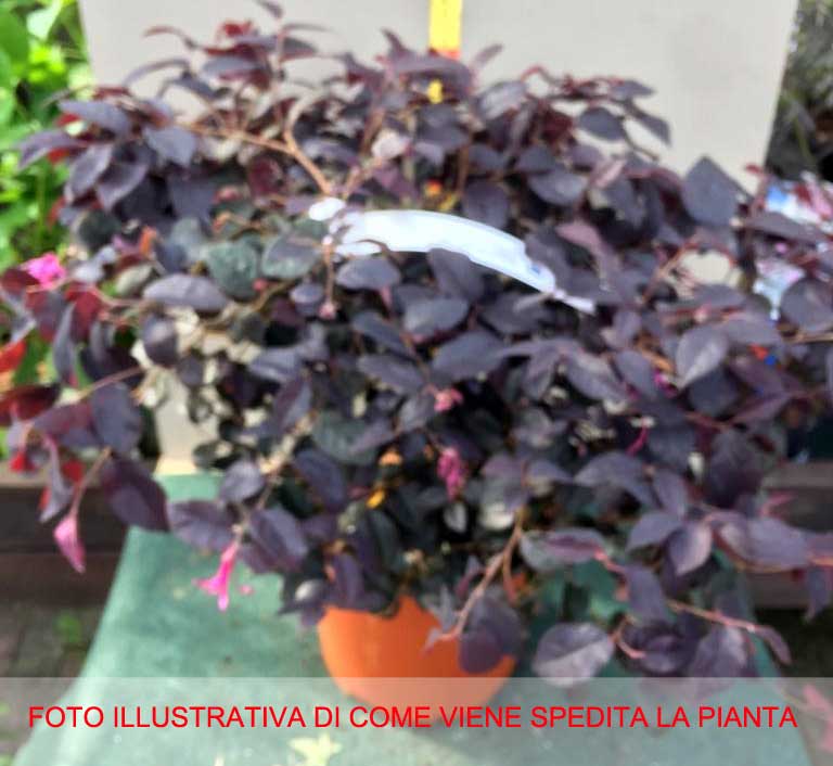LOROPETALUM VASO 20CM
