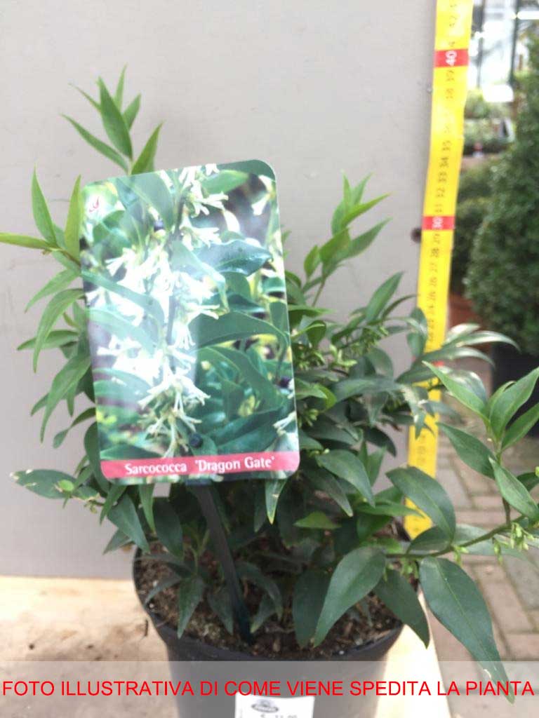 SARCOCOCCA RUSCIFOLIA VAR. CHINENSIS 'DRAGON GATE VASO 17CM