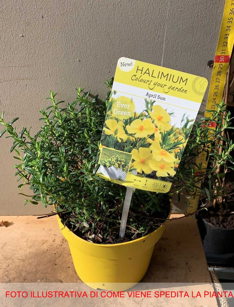 HALIMIUM APRIL SUN  VASO 17CM