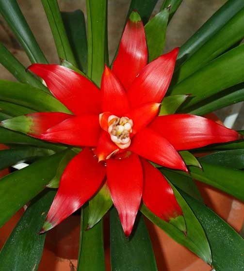 GUZMANIA LINGULATA IN VASO 16CM