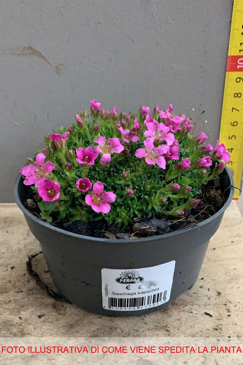 SAXIFRAGA KABSCHIA IN VASO 13CM