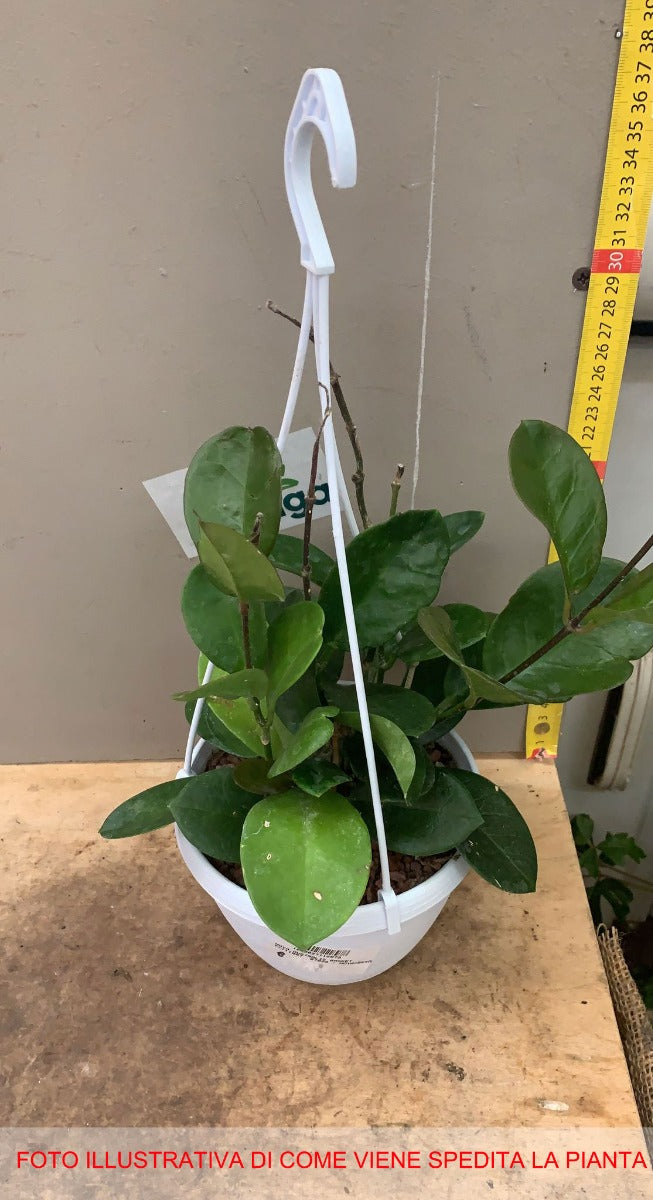 HOYA AUSTRALIS FIORE DI CERA VASO 14CM