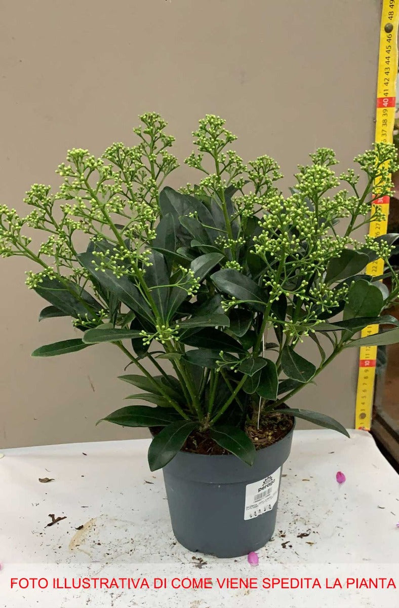 SKIMMIA JAPONICA FINCHY VASO 15CM