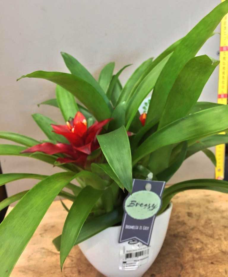 GUZMANIA LINGULATA IN VASO 16CM