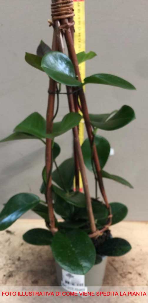 HOYA AUSTRALIS FIORE DI CERA VASO 14CM