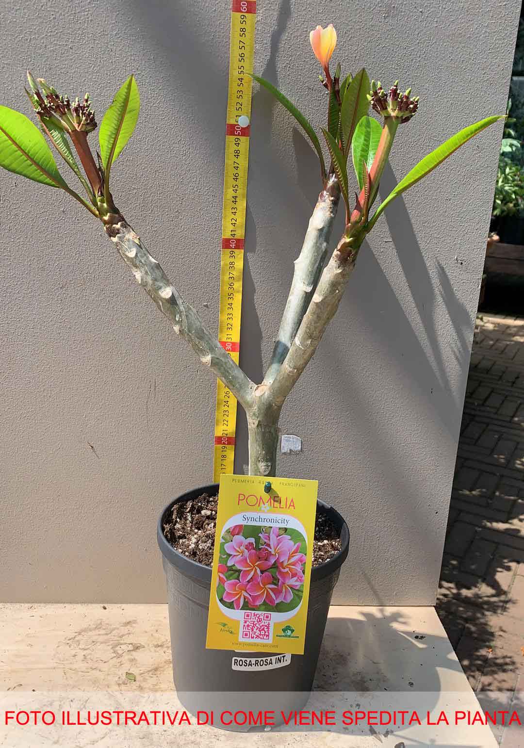 PLUMERIA POMELIA SYNCHRONICITY IN VASO 18CM