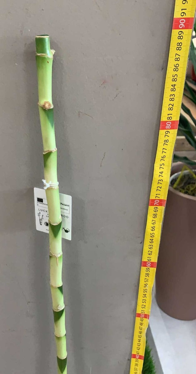 LUCKY BAMBOO 90CM (BAMBÙ DELLA FORTUNA)