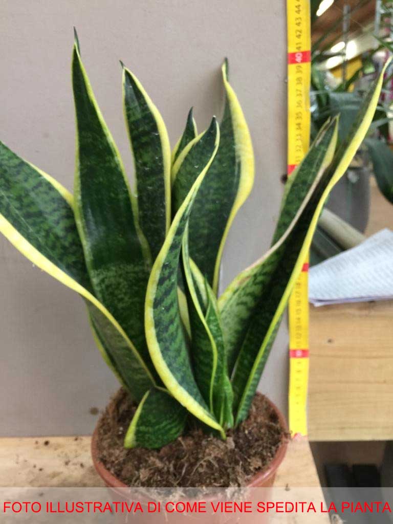 SANSEVIERIA FUTURA SUPERBA IN VASO 15CM