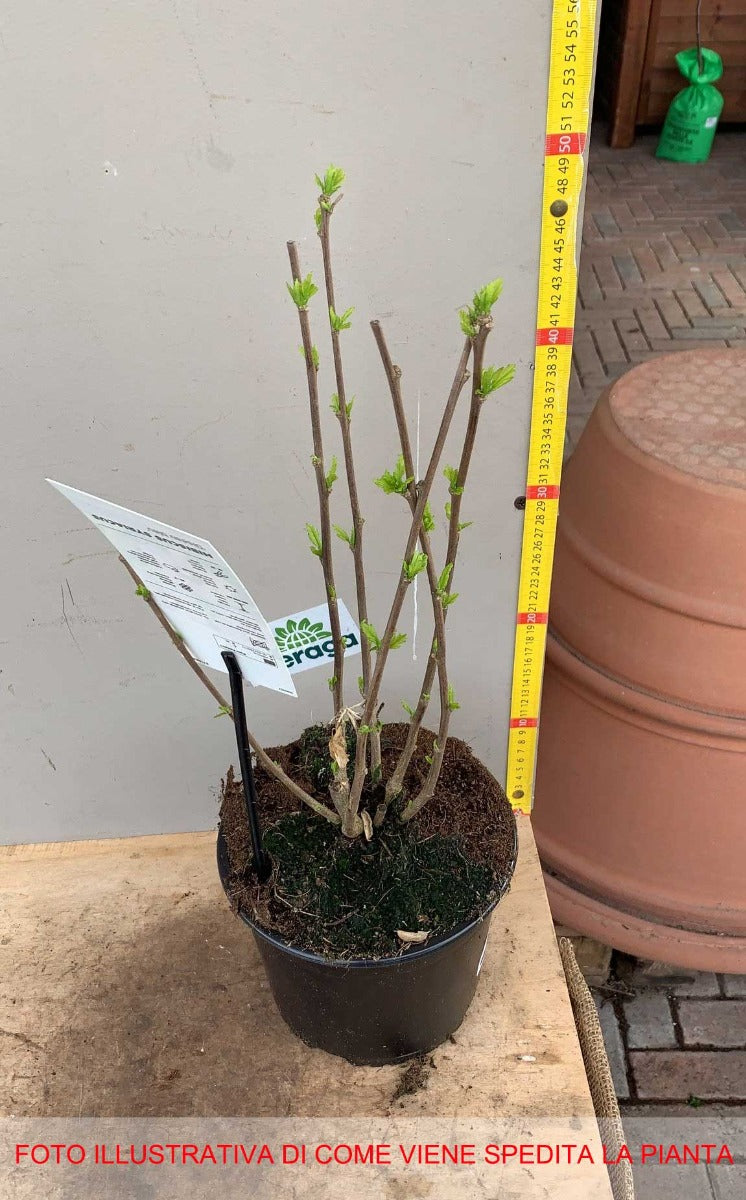HIBISCUS IBISCO SYRIACUS OISEAU BLEU IN VASO 19CM