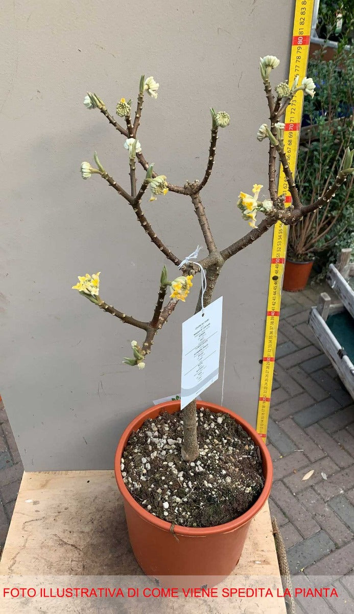 EDGEWORTHIA VASO 24CM