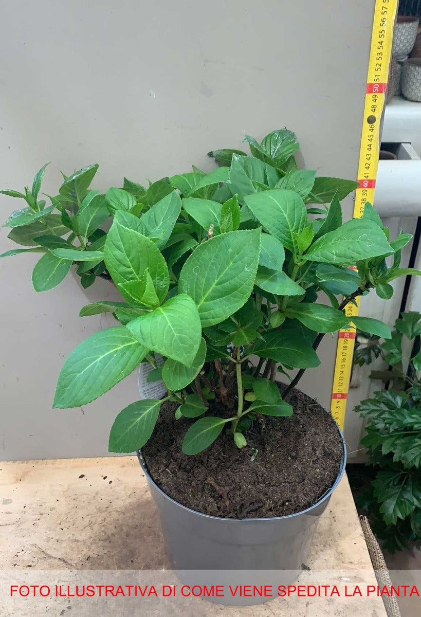 ORTENSIA HYDRANGEA MACROPHYLLA BLACK STEEL VASO 23CM