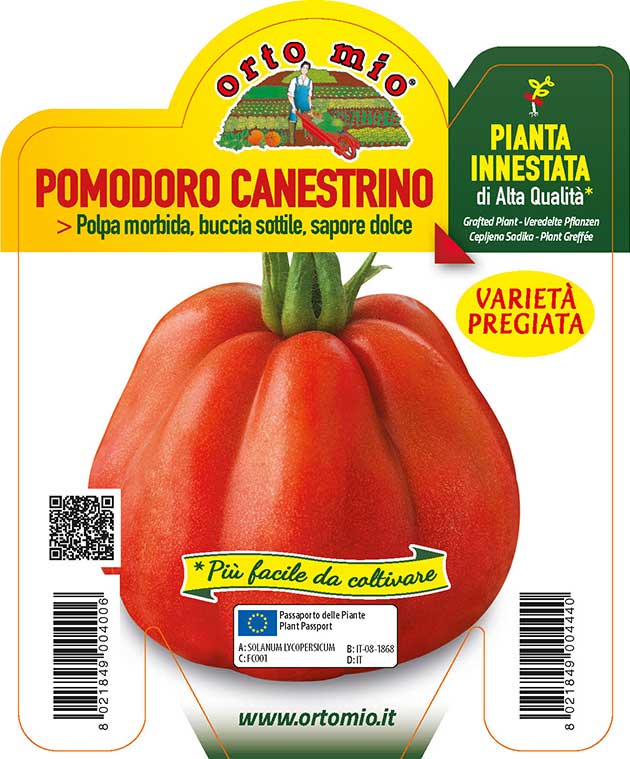 3 PIANTE INNESTATE IN VASO Ø10CM DI POMODORO CANESTRINO LUCCA