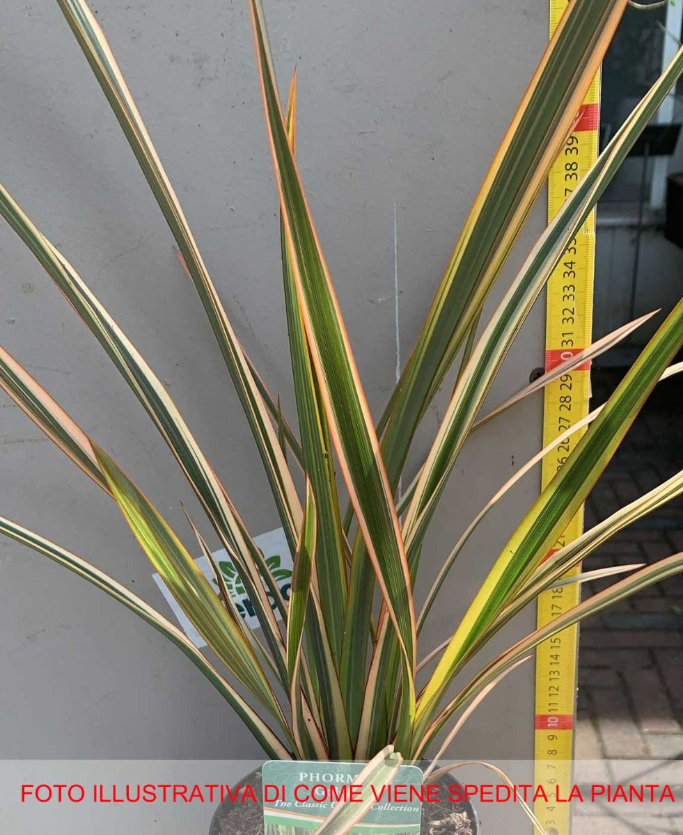 PHORMIUM GOLD RAY VASO 13CM