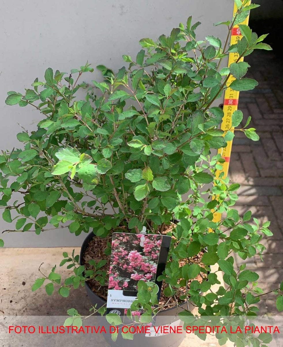 SYMPHORICARPOS ALBERO DELLE PERLE MAGICAL VASO DA 19CM