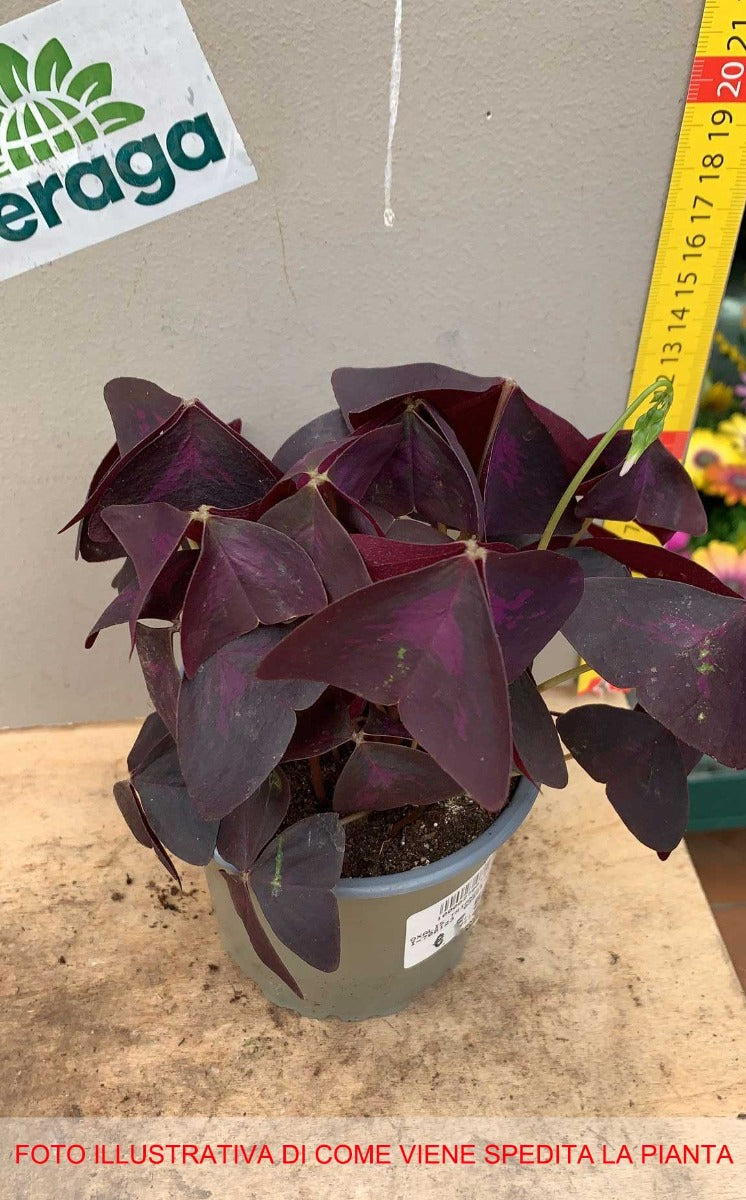 OXALIS TRIANGULAIS PURPUREA IN VASO 10CM