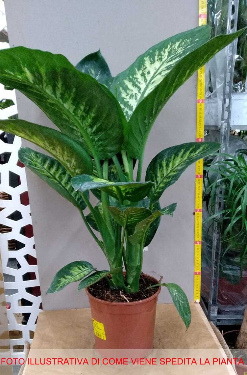 DIEFFENBACHIA VASO 19CM