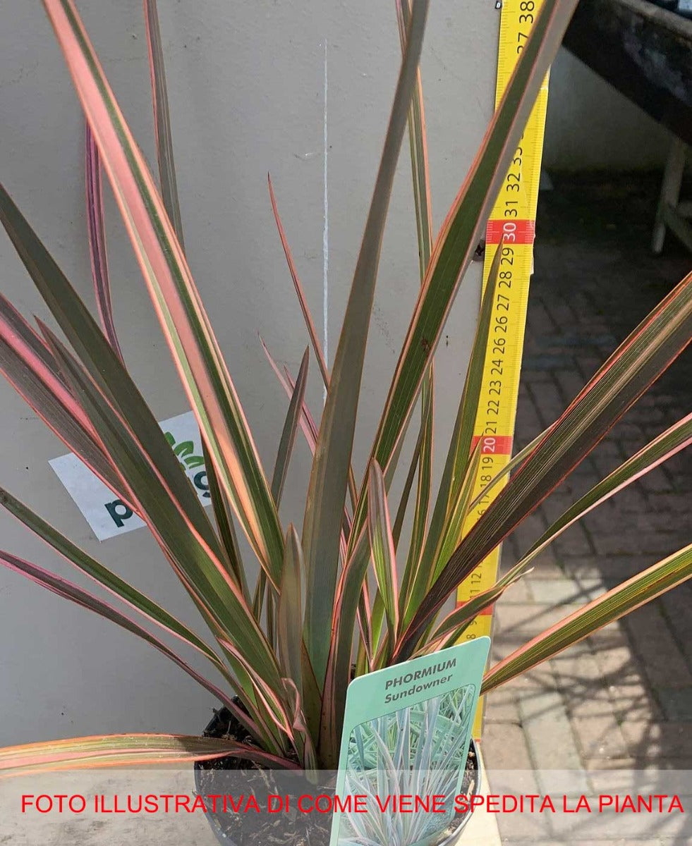 PHORMIUM SUNDOWNER VASO 13CM