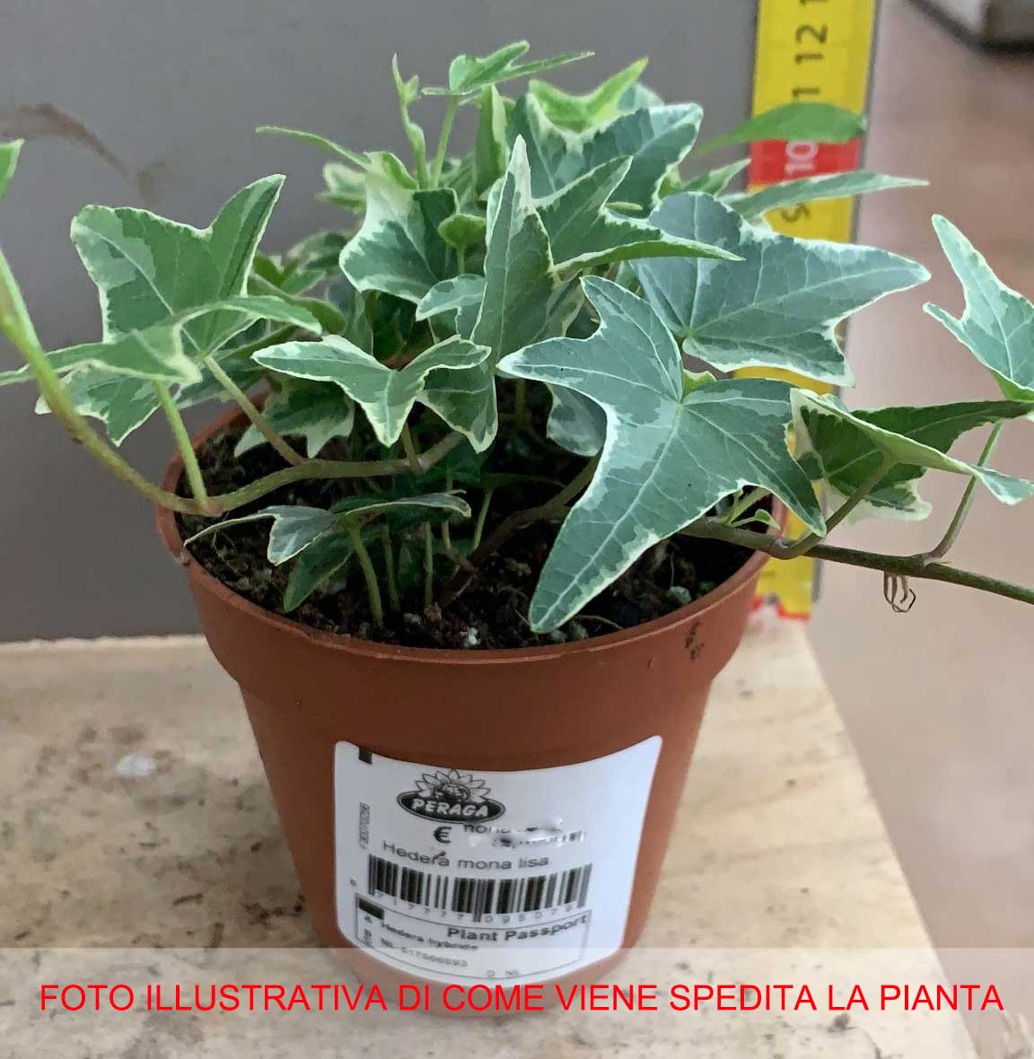 EDERA VARIEGATA VASO 8.5CM