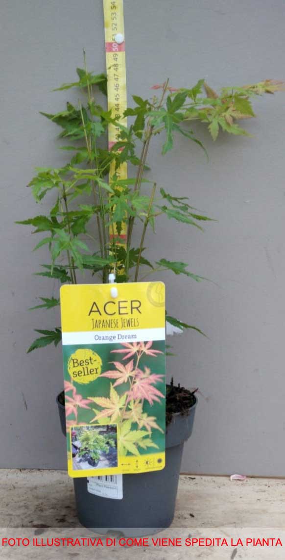 ACERO PALMATUM ORANGE DREAM IN VASO 15CM