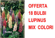 OFFERTA 18 BULBI LUPINUS MIX DI COLORI