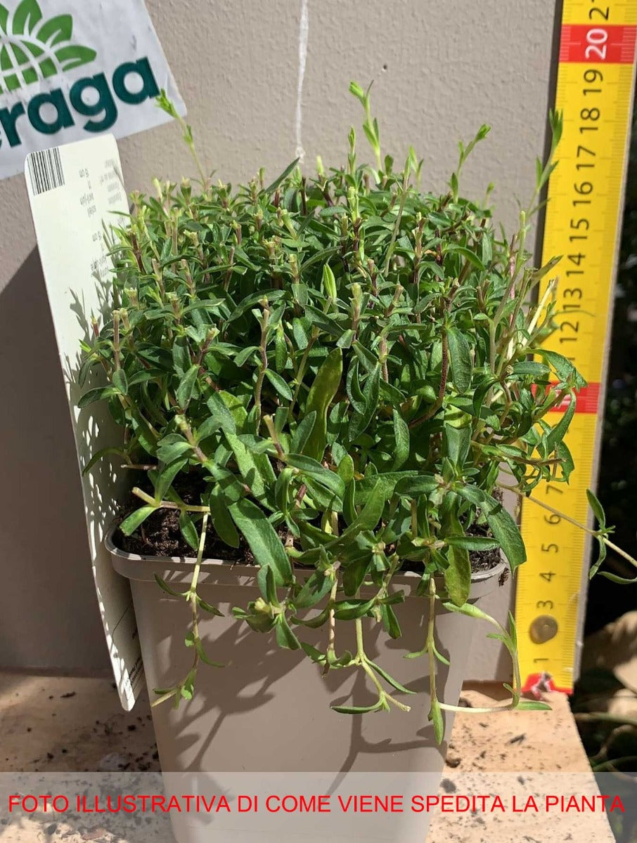 ARENARIA MONTANA RONDA VASO 9CM