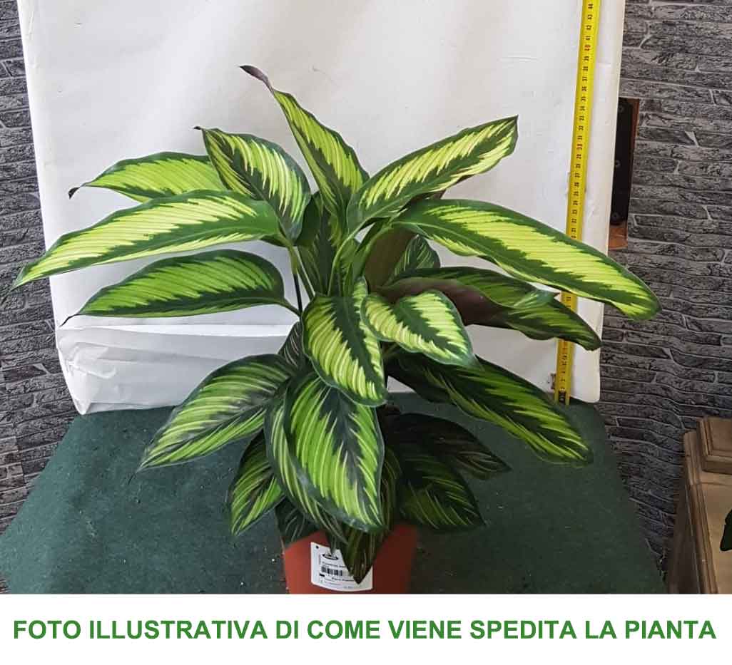 CALATHEA BEAUTY STAR IN VASO 14CM