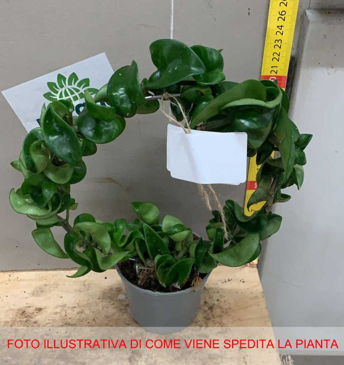 HOYA CARNOSA COMPACTA FIORE DI CERA VASO 9CM