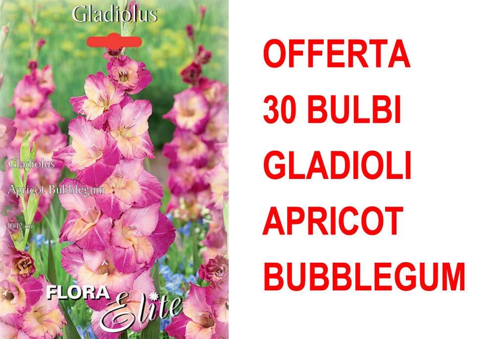 OFFERTA 30 BULBI GLADIOLO A FIORI GRANDI APRICOT BUBBLEGUM