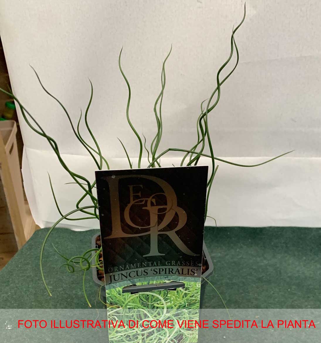 JUNCUS EFFUSUS SPIRALIS VASO 13CM