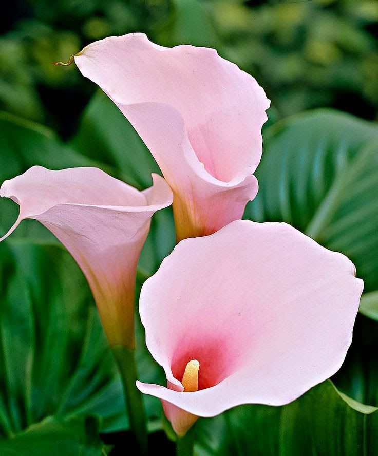 CALLA ZANTEDESCHIA ROSA VASO 18CM