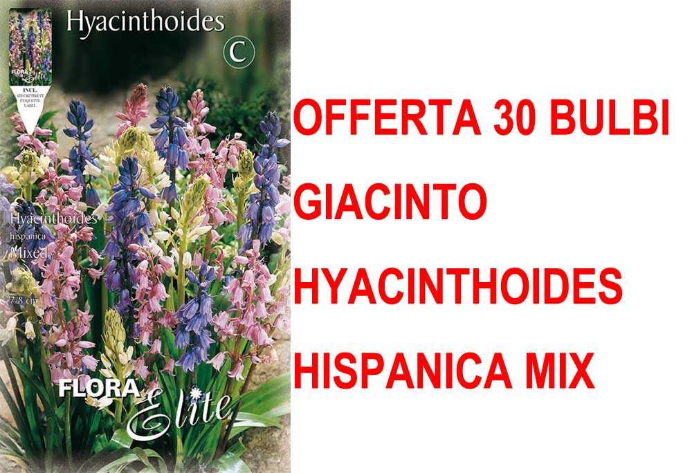 OFFERTA 30 BULBI GIACINTO HYACINTHOIDES HISPANICA MIX