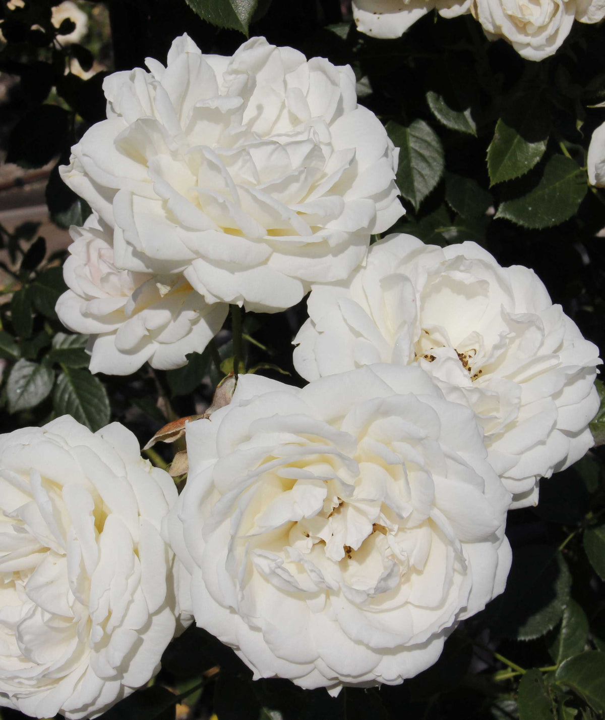 ROSA MON JARDIN ET MA MAISON RAMPICANTE PROFUMATA IN VASO 19CM