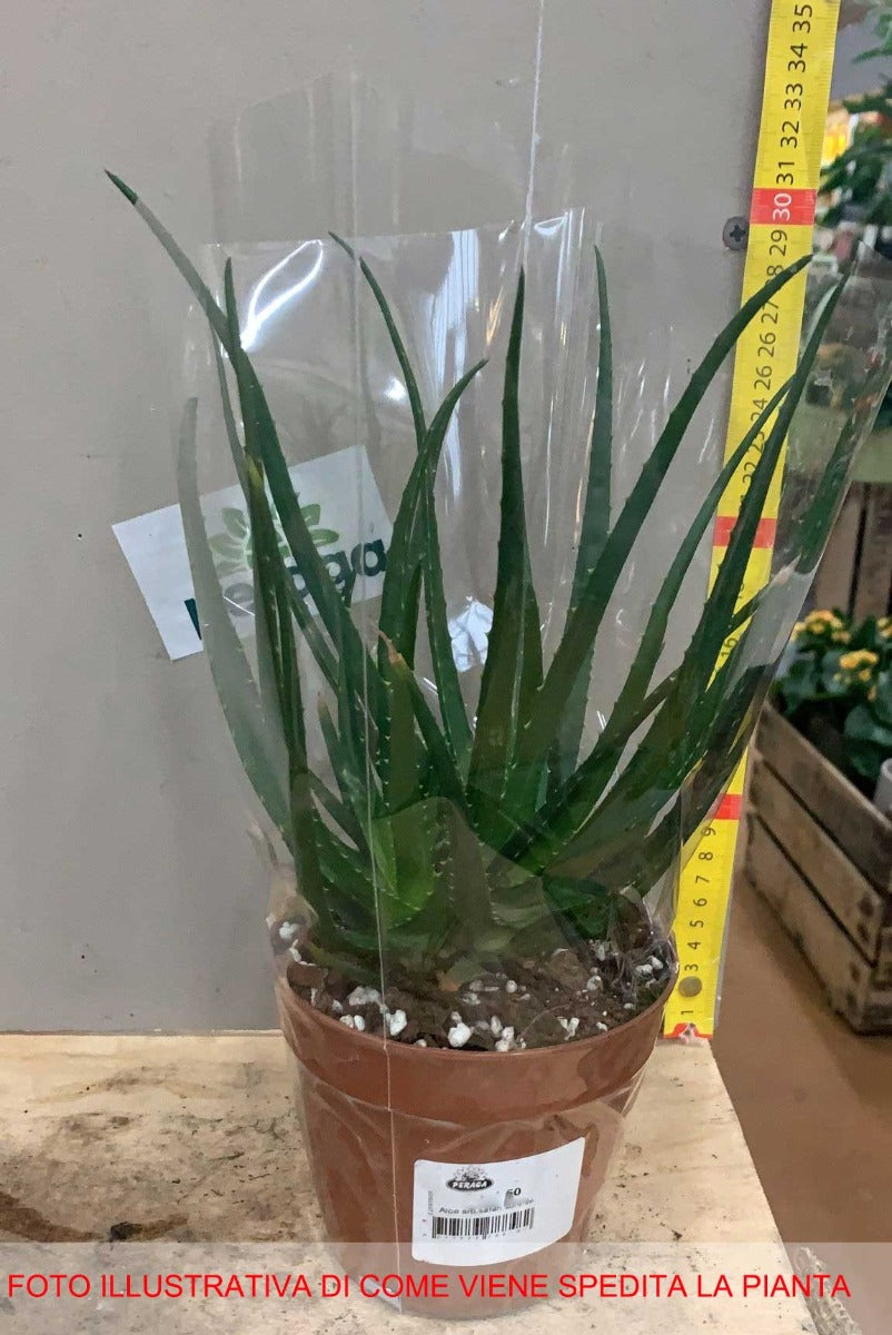 ALOE SAFARI SUNRISE IN VASO 12CM