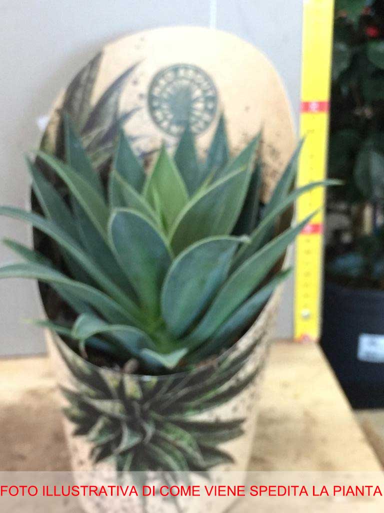 MANGAVE LAVENDER LADY VASO 13CM