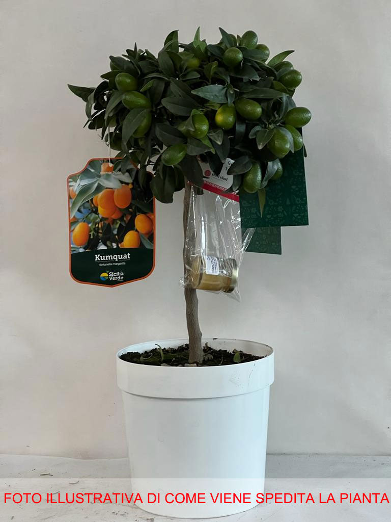 KUMQUAT MANDARINO CINESE IN VASO 20CM