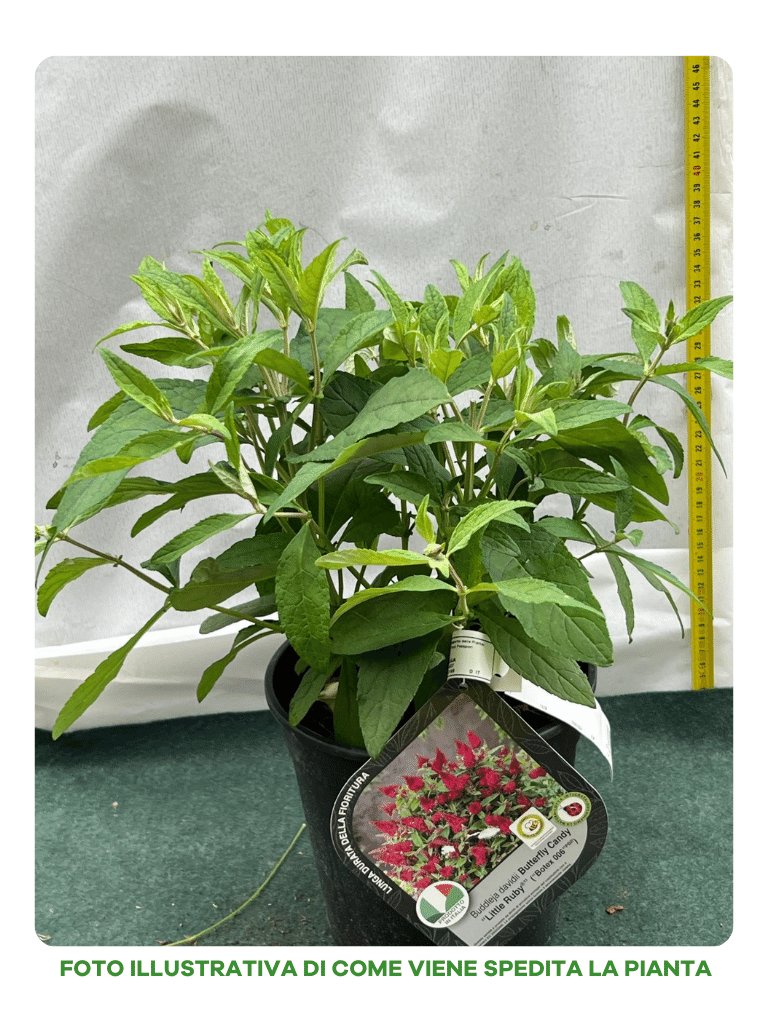 BUDDLEJA DAVIDII LITTLE RUBY ALBERO DELLE FARFALLE VASO 18CM