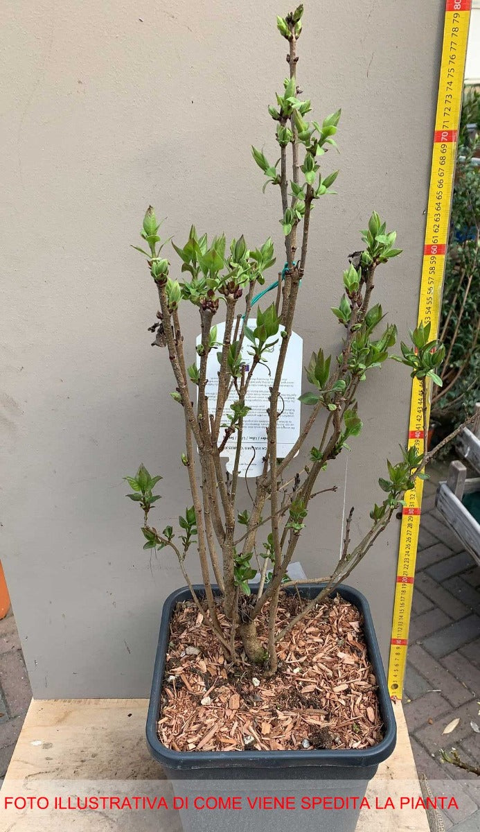 SYRINGA LILLA' CHARLES JOLY IN VASO 26CM