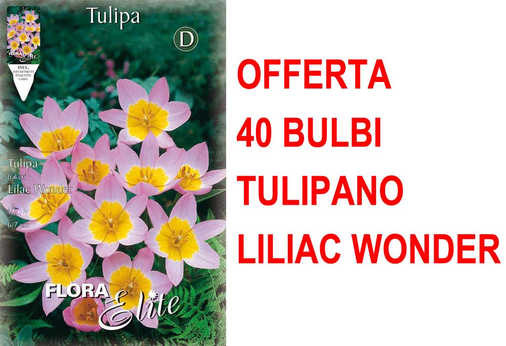OFFERTA 40 BULBI TULIPANI LILIAC WONDER