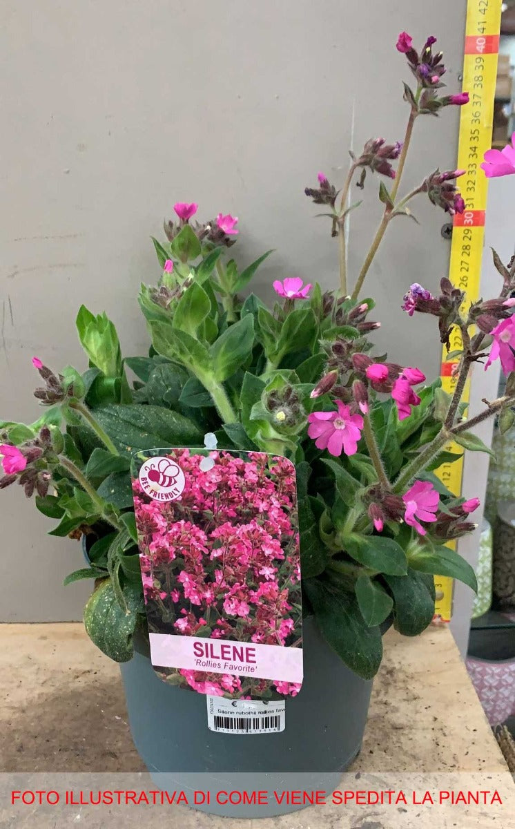SILENE ROBOTII ROLLY'S FAVOURITE IN VASO 19CM