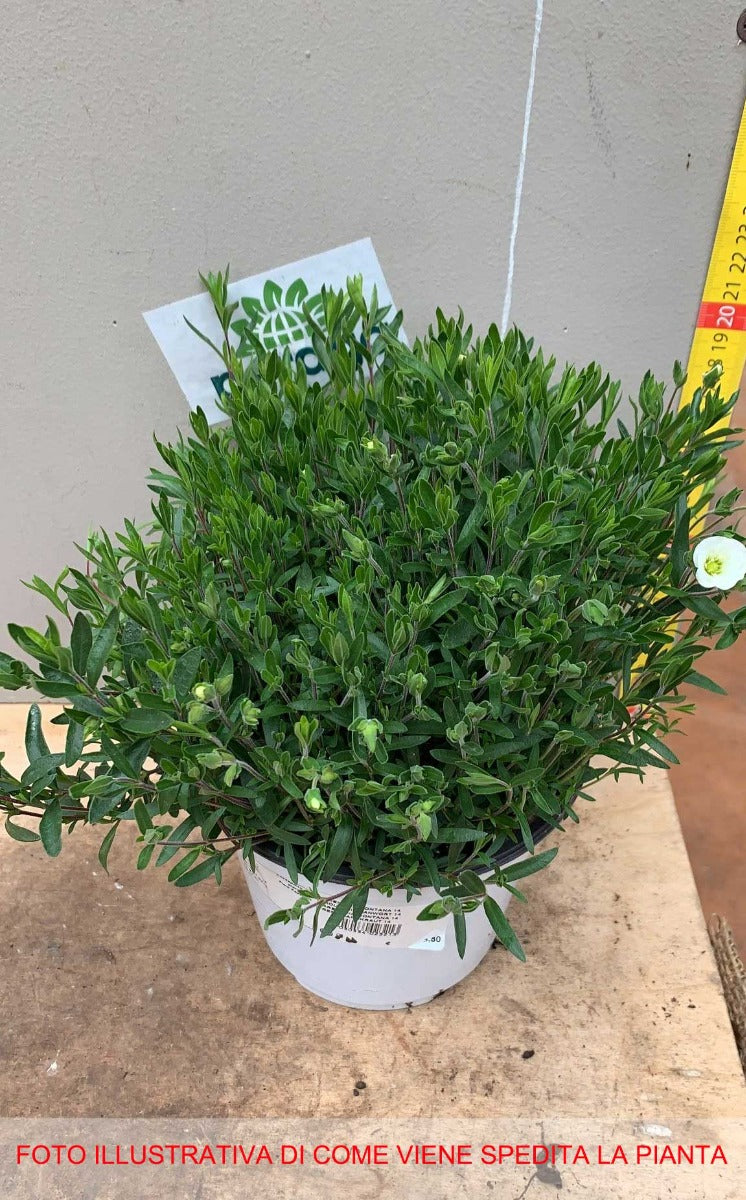ARENARIA MONTANA VASO 14CM