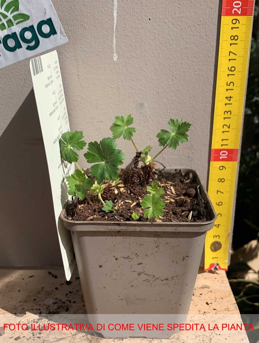 GERANIUM CANTABRIGIENSE ST'OLA VASO 9CM